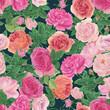 Watercolor  painting detail rose flowers on dark blue background