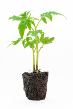 Tomato Seedling With Rhizome And Ground Close-up On A White Background