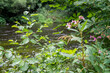 Pflanzen am Flussbett
