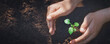 Hands of woman taking care about young seedling