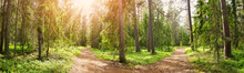 Crossroad In The Wild Trail In The Sunny Summer Forest