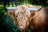 krowa  bydło Highland Cattle