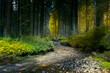 leśny potok latem