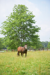 Horse Standing in Grass Field