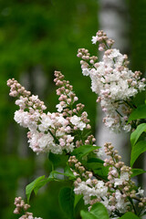 Wall Mural - A branch of white terry lilac from the garden.