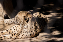 Cheetah Relaxing In The Sunshine