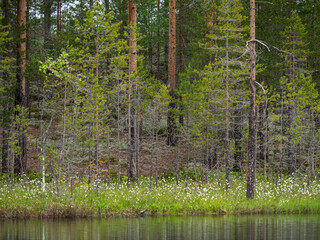  Forest and marshy shore of the lake in Karelia