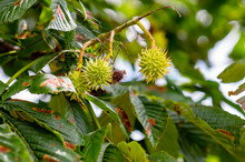 One Branch With Fresh Green Chestnuts