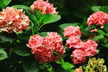 Blooming Colorful Hydrangea(Big-leaf Hyrdangea) Flowers,close-up Of Pink With White Hydrangea Flowers Blooming In The Garden In Summer
