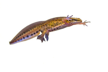 Sticker - Male Palmate newt swimming on white background