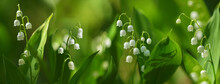 Spring Flowers. Blooming Lily Of The Valley In A Garden