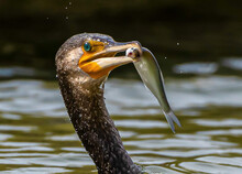 A Close-up Of A Cormorant Bird With A Fish In Its Beak