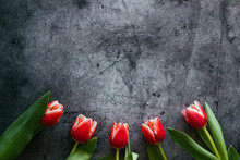 Red Tulips On A Concrete Background. Beautiful Flowers On The Table