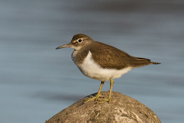 Poster - Common sandpiper (Actitis hypoleucos)