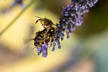 Poster - abeilles maçonnes