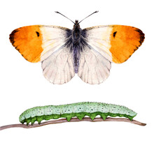 Watercolor The Orange Tip Butterfly And Caterpillar. Anthocharis Cardamines Isolated On White Background. Hand Drawn Painting Insect Illustration.