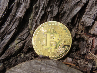 Sticker - Bitcoin dorée sur un tronc d’arbre