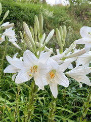 Canvas Print - Fleurs blanches dans les Cévennes, Occitanie