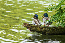 Two Mallards Drake Sit On A Tree Trunk In The Lake