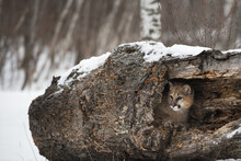 Female Cougar (Puma Concolor) Peers Out From Inside Hollow Log Winter