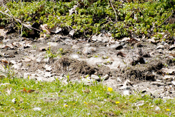 Carcass of a Dead Opossum After the Vultures Fed on it