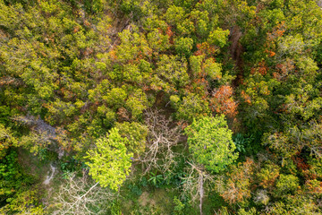 Wall Mural - Autumn forest aerial view from drone