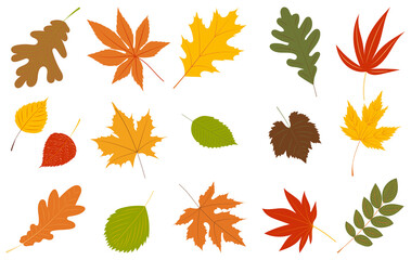 Wall Mural - autumn leaves set in flat design, isolated vector