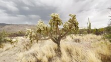 Jumping Chain Fruit Cholla Cactus "Cylindropuntia Fulgida" Isolated In Dry Arizona Desert.