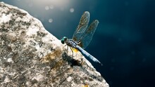 Dragonfly On Rock, Nature Dragonfly