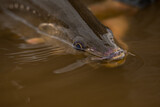Fototapeta  - Huge kob fish in south africa