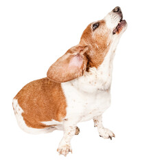 Wall Mural - Basset Hound Dog Howling  