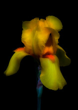 Yellow Bearded Iris