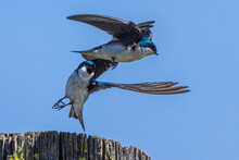 Tree Swallows (Tachycineta Bicolor) In Action