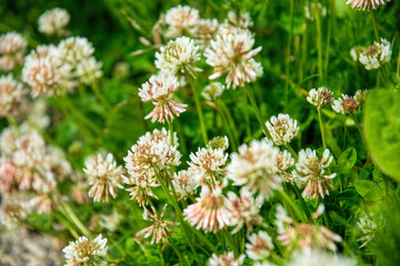 Canvas Print - Field of blooming clover