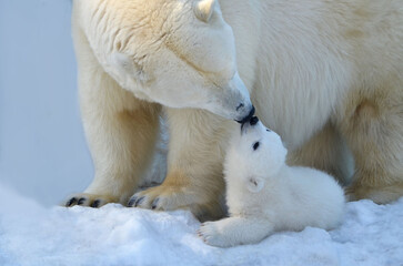 two bears