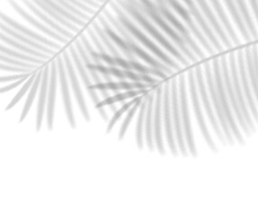 Tropical Leaves Shadows Transparent Overlay