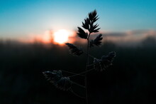 Wild Grass Silhouette Close Up Picture. Branch Of Wild Grass With Dew Drop On It And Dawn On Background. Twilight Nature Background. Selective Focus.