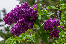 Deep Purple Lilacs In Bloom In Yampa Valley Botanical Gardens