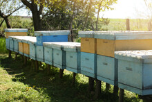 Many Old Bee Hives At Apiary Outdoors On Sunny Day