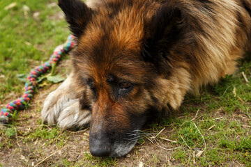 Sticker - german shepherd dog. Sad dog lies on the ground. Close-up of a dog's head.