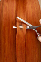 Wall Mural - Hairdresser cuts long red hair with scissors. Hair salon, hairstylist. Care and beauty hair products. Dyed hair