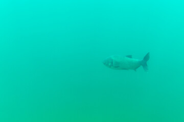 Wall Mural - Bighead carp (hypophthalmichthys nobilis) deep down in a lake