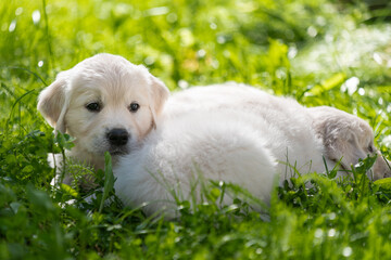 beautiful white golden retriever puppy outside on the grass