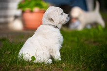 Beautiful White Golden Retriever Puppy Outside On The Grass
