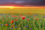 Fototapeta Kwiaty - A field of poppies at sunset, Denmark