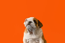 Funny English Bulldog Puppy On An Orange Background. Pets. A Thoroughbred Dog