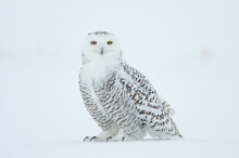 Canada, Quebec, Saint-Barthelemy, Ghost Of The North, Snowy Owl (Nyctea Scandiaca)