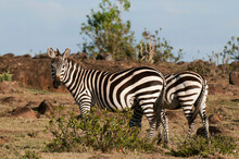 Africa, Kenya, Masai Mara, Zebras (Equus Quagga)