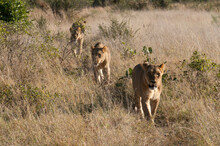 Pride Of Lions (Panthera Leo) Walking In A Field, Savuti Channel, Linyanti, Botswana