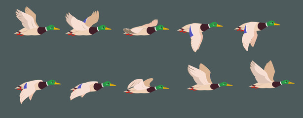 Wall Mural - a complete animation of the flight of a duck. wild drake, 2d character for motion design.